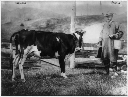 calvin-coolidge-cow-e1359473649623