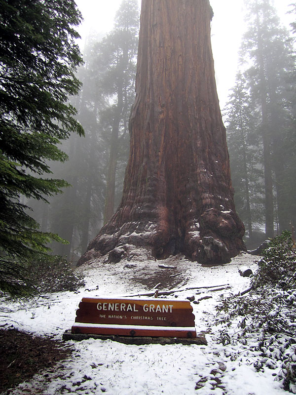 The "Nation's Christmas Tree" in the middle of summer. The snow on the ground reminds us how aptly named it was by President Coolidge. It is here, in the beauty of America's sequoias that the Christmas Tree finds its most distinctive representation.