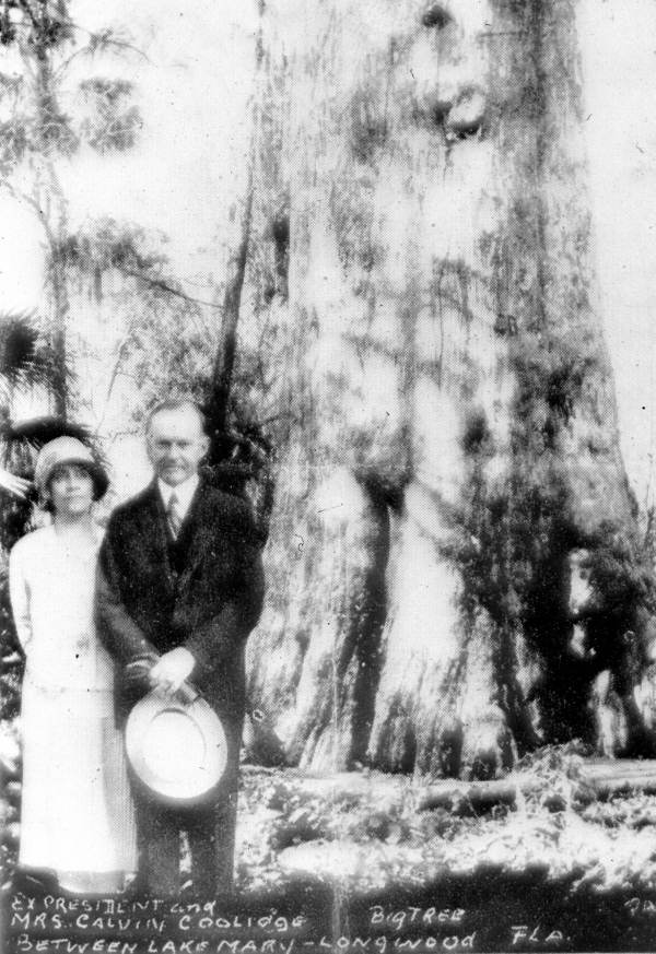 As documented by James C. Clark in his research on Presidents in Florida, this picture widely circulated soon after President Coolidge's visit to the Longwood area in 1929 was a case of doctored photography. The superimposed image of the Coolidges beside the 3500 year old "Senator" was circulated anew after it caught fire and collapsed in 2012.
