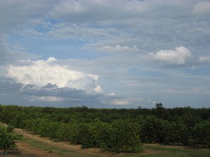These orange groves met us on the way to Bok Tower. It reminds us of the drive through the oranges on Dedication Day told by Horace Herndon. 