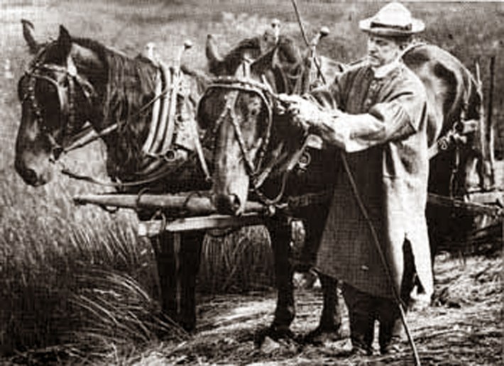 coolidge-and-dray-horses